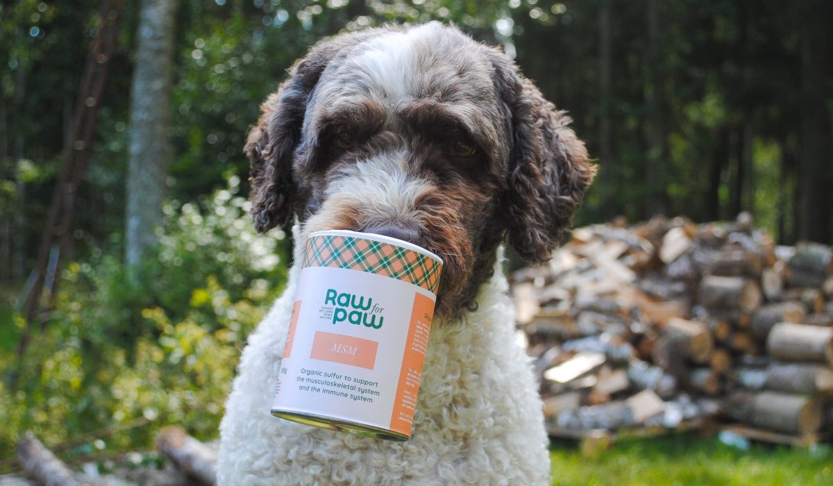 MSM för hund, ett naturligt tillskott som stärker leder, päls och immunförsvar