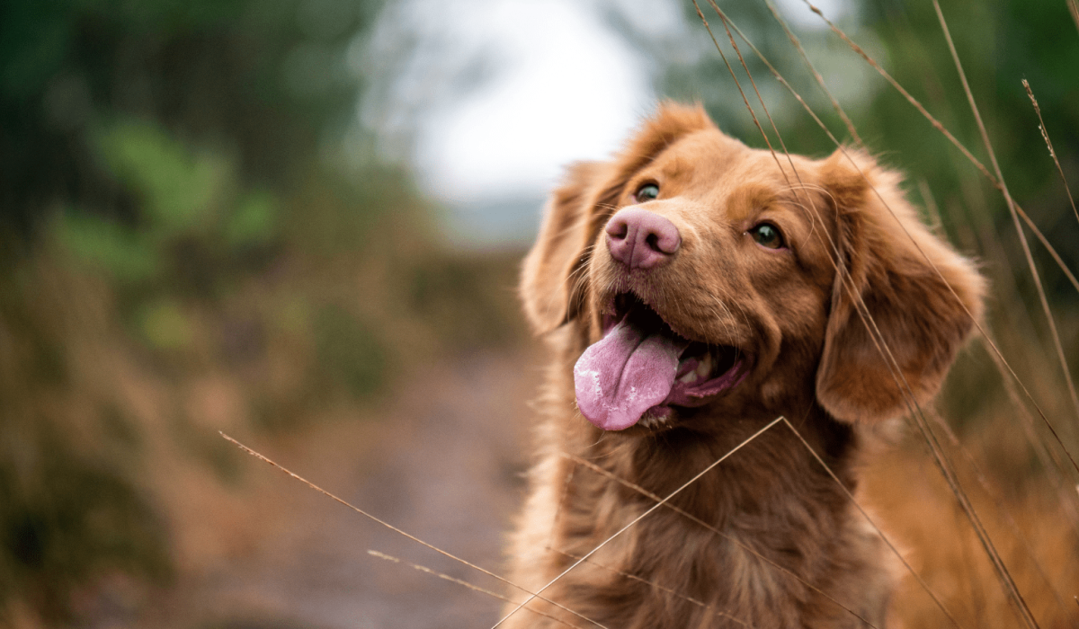 Kosttillskott för hundens päls, hud och klor