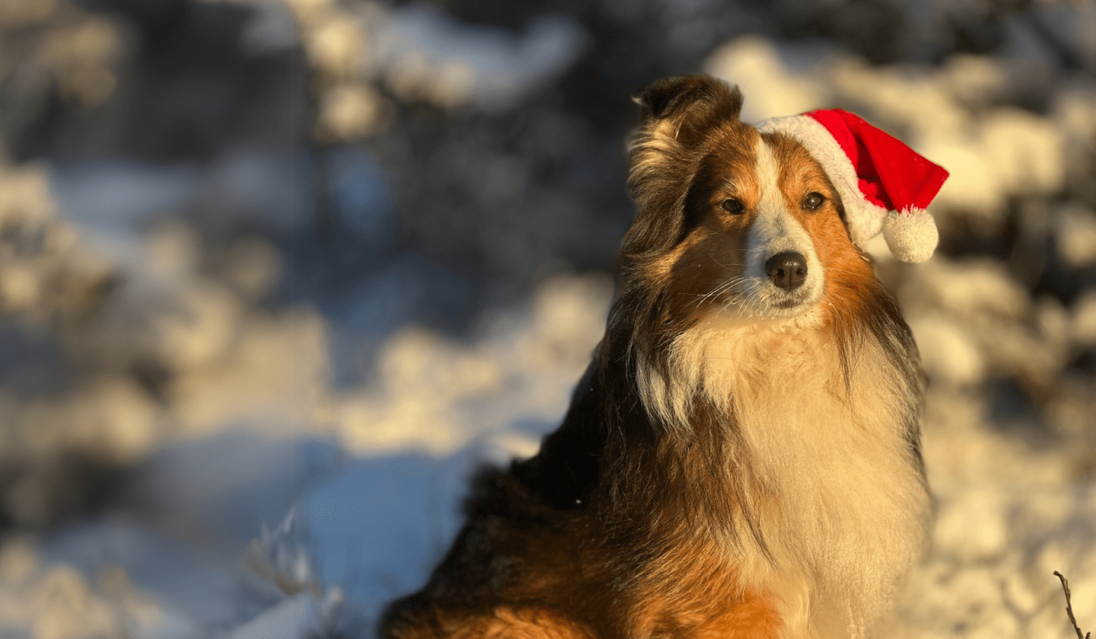 Tips för hundens känsliga mage