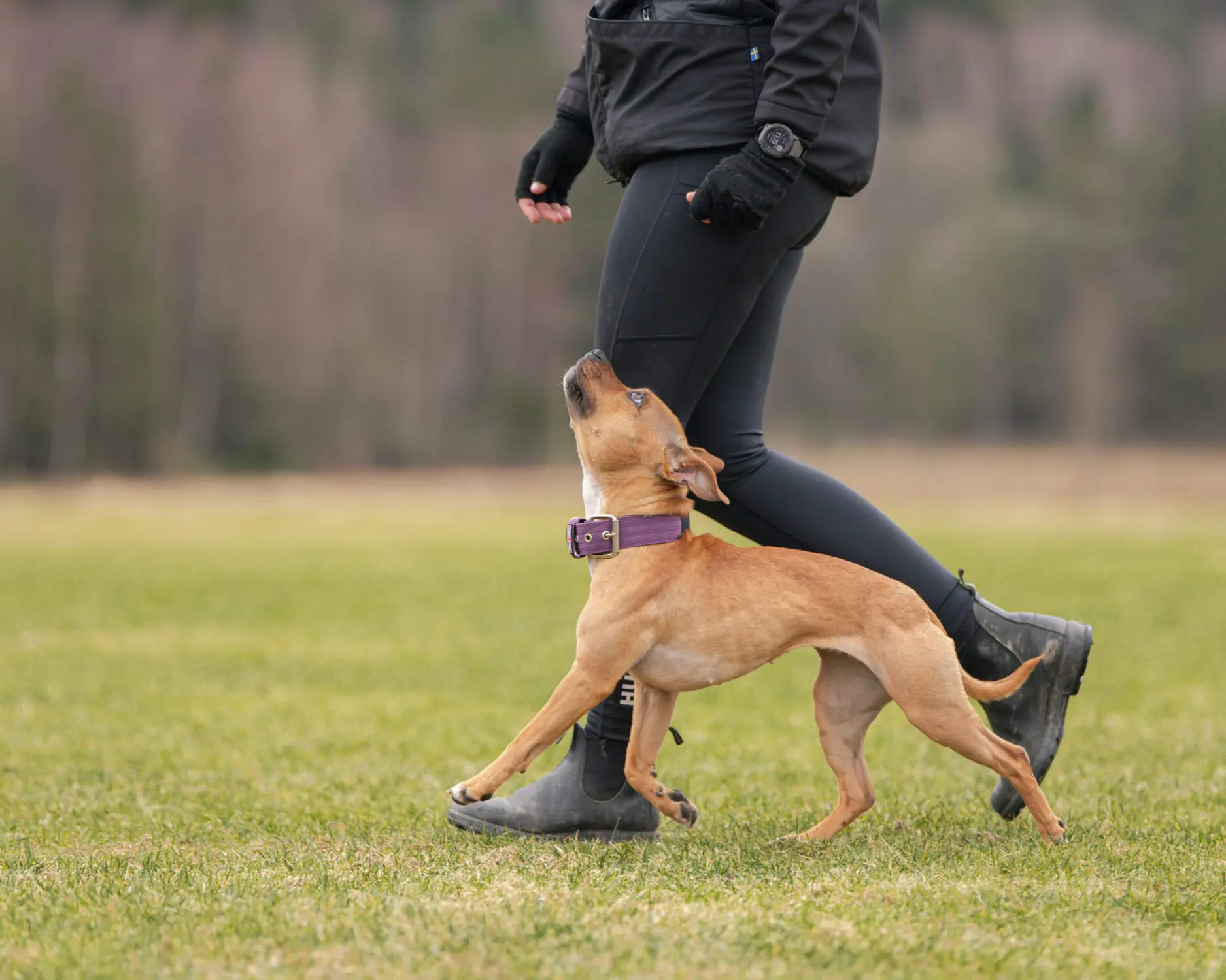 Bild på hund som springer jämte Ida