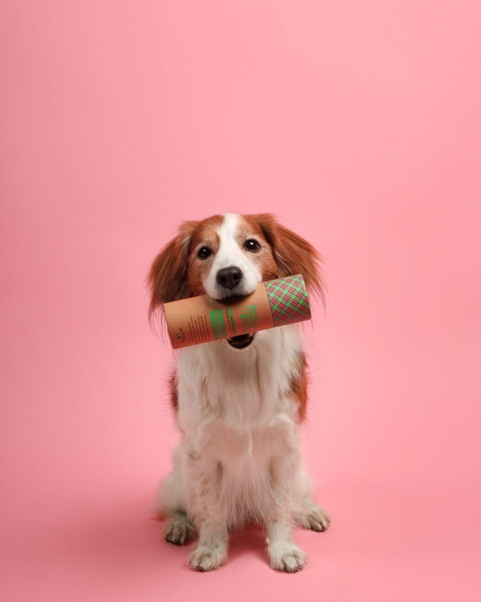 På denna sida kan du hitta Raw for Paws återförsäljare. En hund sitter med sitt favorit hund godis i munnen. Hunden bär hela förpackningen av Raw for Paws naturliga hundgodis av hundra procent kött. Enligt hunden är detta hens favorit hundgodis. Balgrunden är rosa. 