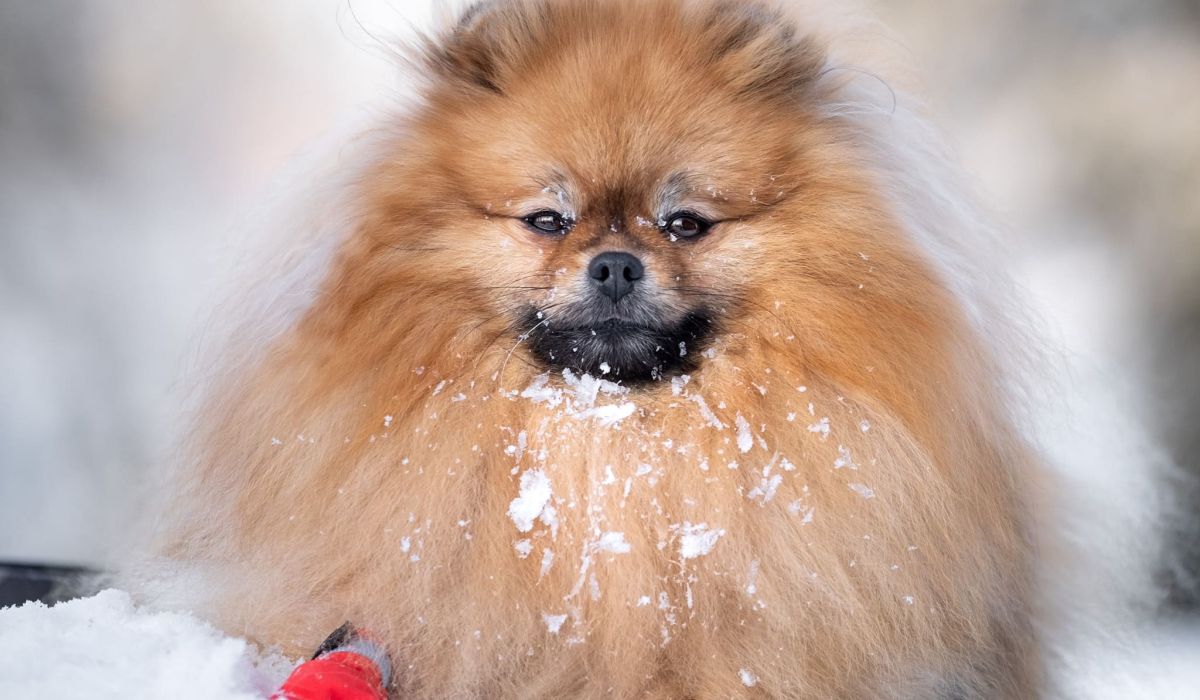 Patellaluxation, månadens tema är leder och rörelse. På bilden ser ni ruth ligga på snön, hennes blick tittar rakt in i kameran och hennes långa päls i färgen orange sobel sprider sig över bilden, hon har en stor man.