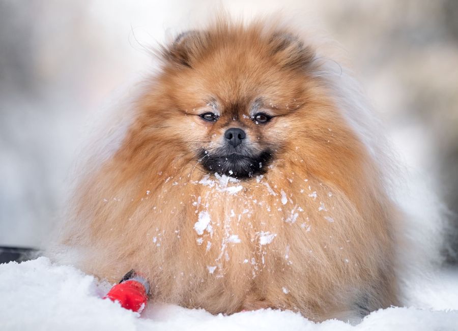 Patellaluxation, månadens tema är leder och rörelse. På bilden ser ni ruth ligga på snön, hennes blick tittar rakt in i kameran och hennes långa päls i färgen orange sobel sprider sig över bilden, hon har en stor man.