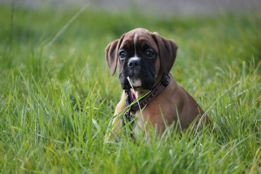 Leia är en boxer tik som har haft problem med henens höfter. Månadens tema är leder och rörelse, i detta blogginlägg kan ni läsa när matte Nikolina berättar om deras resa. På bilden sitter Leia som valp i gräset.