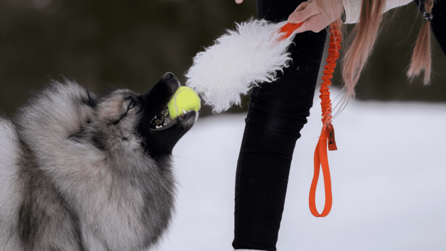 Hjälp hundens kropp med kosttillskott inför vintern