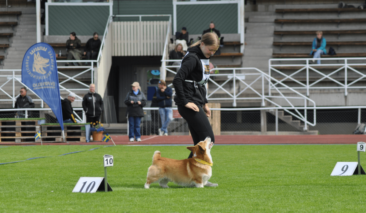 Ambassadör Raw for Paw