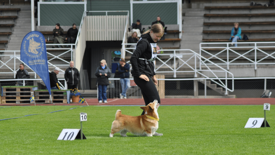 Ambassadör Raw for Paw