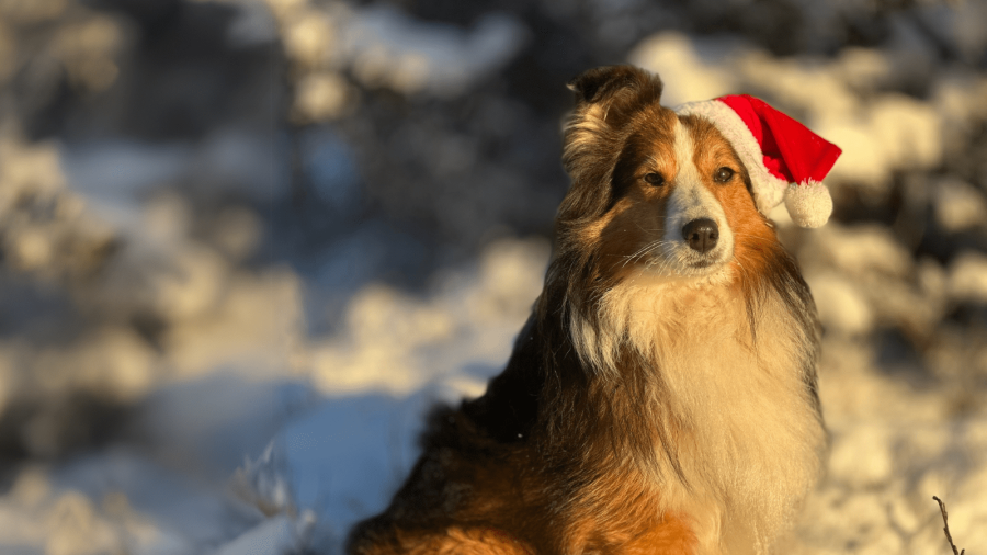 Tips för hundens känsliga mage