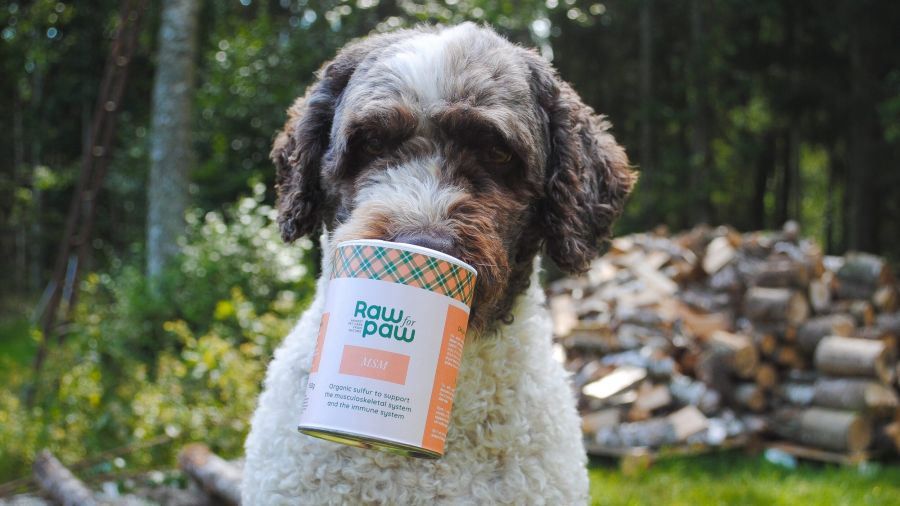MSM för hund, ett naturligt tillskott som stärker leder, päls och immunförsvar