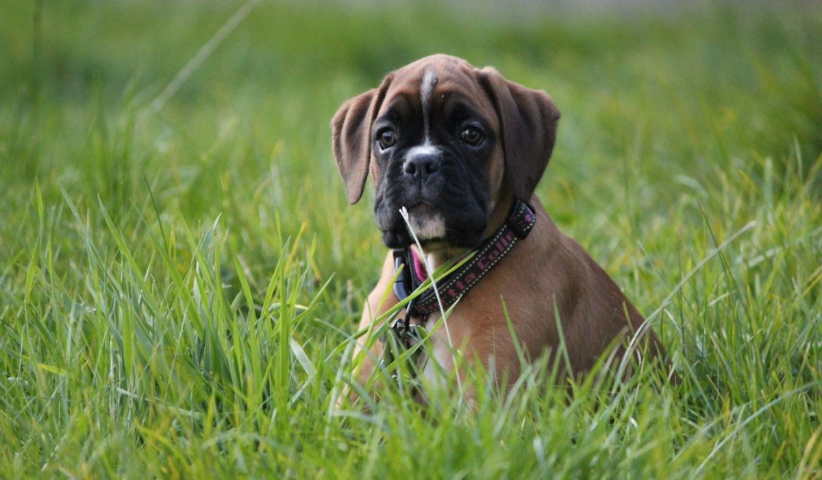 Leia är en boxer tik som har haft problem med henens höfter. Månadens tema är leder och rörelse, i detta blogginlägg kan ni läsa när matte Nikolina berättar om deras resa. På bilden sitter Leia som valp i gräset.